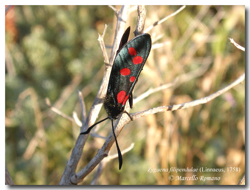 Prime schiusure di Zigene: Zygaena filipendulae